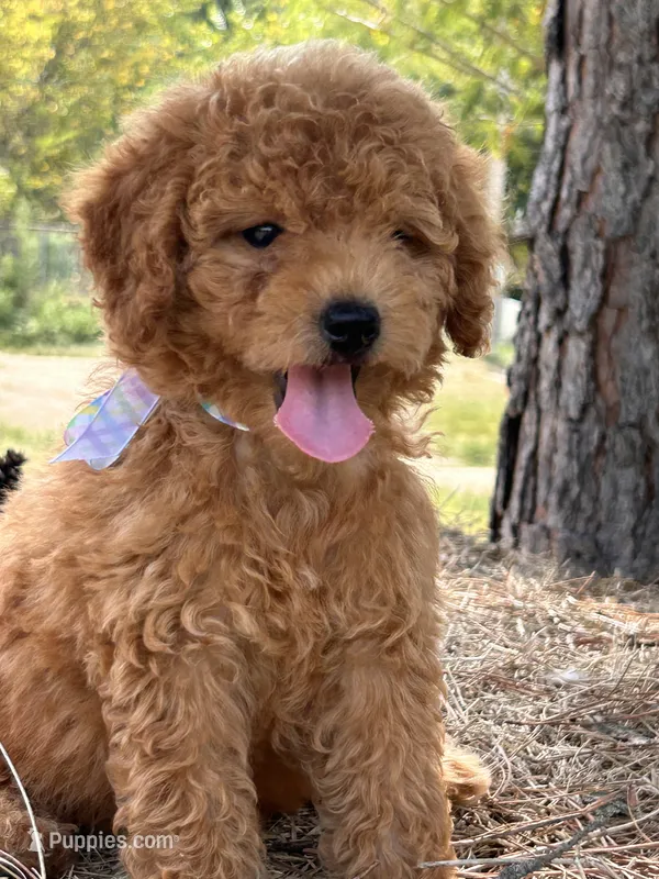 Bonnie – Miniature Goldendoodle puppy for sale in Sawyer, OK