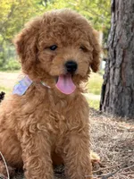 Bonnie, a female Miniature Goldendoodle for sale in Sawyer, OK – 1 of 6