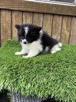 KiKi, a female Pomeranian for sale in Sawyer, OK – 5 of 5