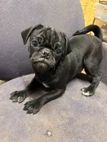 Polly, a female Pug for sale in Sawyer, OK – 6 of 6