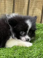 KiKi, a female Pomeranian for sale in Sawyer, OK – 3 of 5