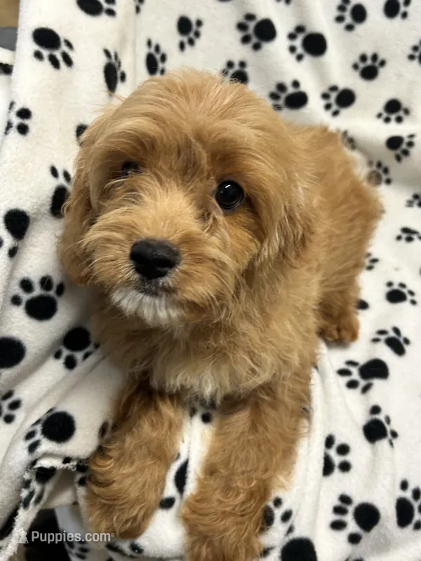 Bentley  – Cavalier King Charles Spaniel puppy for sale in Sawyer, OK