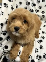 Bentley , a male Cavalier King Charles Spaniel for sale in Sawyer, OK – 1 of 5