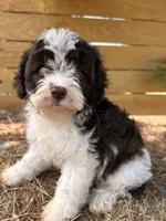 Mssy, a female Cavapoo and Cavalier King Charles Spaniel for sale in Sawyer, OK – 2 of 7