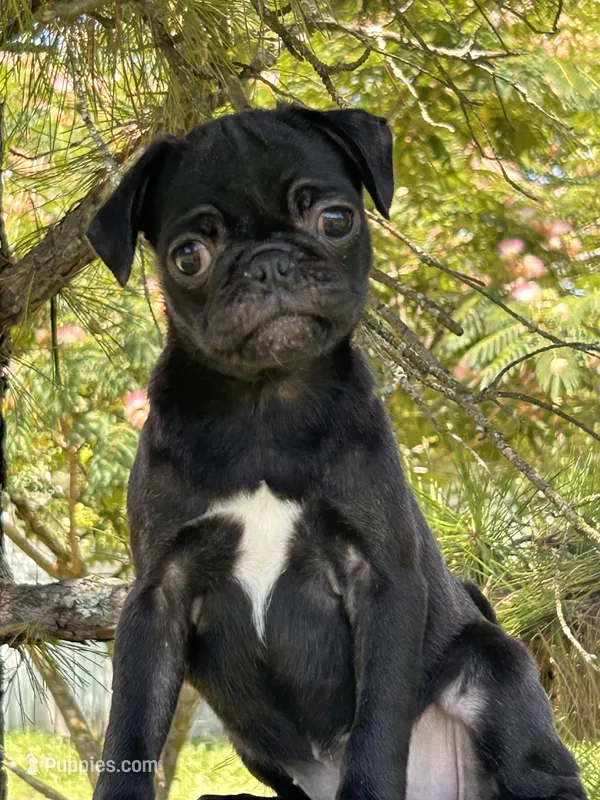 Polly – Pug puppy for sale in Sawyer, OK