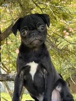 Polly, a female Pug for sale in Sawyer, OK – 1 of 8