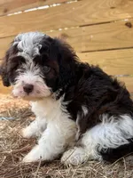 Mssy, a female Cavapoo and Cavalier King Charles Spaniel for sale in Sawyer, OK – 4 of 7