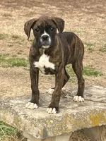 Bella, a female Boxer for sale in Sawyer, OK – Photo 2 of 5