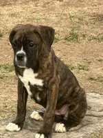 Bella, a female Boxer for sale in Sawyer, OK – Photo 5 of 5