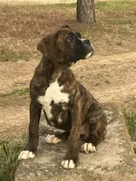 Bella, a female Boxer for sale in Sawyer, OK – Photo 4 of 5