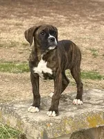 Bella, a female Boxer for sale in Sawyer, OK – Photo 3 of 5