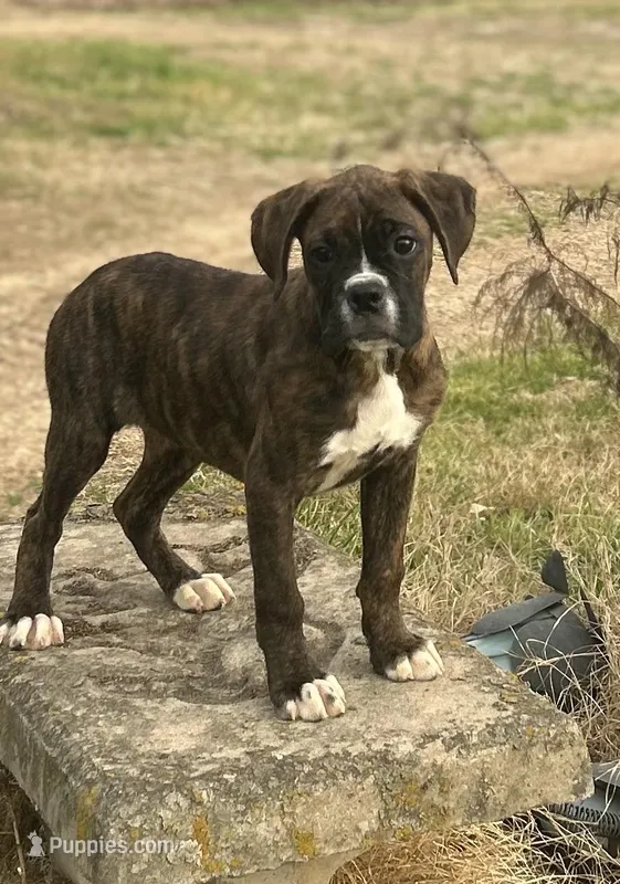 Bella – Boxer puppy for sale in Sawyer, OK