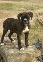 Bella, a female Boxer for sale in Sawyer, OK – Photo 1 of 5