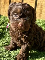 Precious , a female Cavapoo for sale in Sawyer, OK – Photo 3 of 8