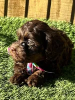 Precious , a female Cavapoo for sale in Sawyer, OK – Photo 2 of 8