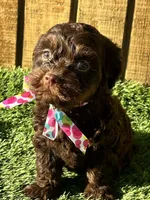 Precious , a female Cavapoo for sale in Sawyer, OK – Photo 6 of 8