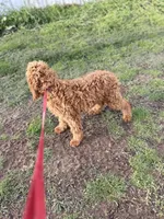 Maggie, a female Golden Retriever and Irish Doodle for sale in Sawyer, OK – Photo 3 of 5