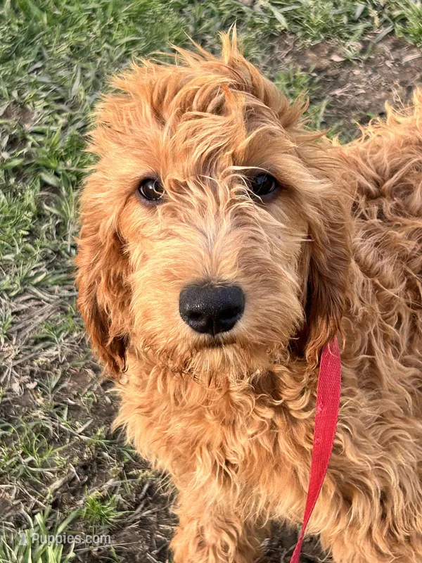 Maggie – Golden Retriever, Irish Doodle puppy for sale in Sawyer, OK