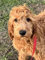 Maggie, a female Golden Retriever and Irish Doodle for sale in Sawyer, OK – Photo 1 of 5