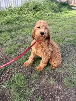 Maggie, a female Golden Retriever and Irish Doodle for sale in Sawyer, OK – Photo 4 of 5