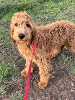 Maggie, a female Golden Retriever and Irish Doodle for sale in Sawyer, OK – Photo 2 of 5