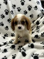 Jamie, a male Cavalier King Charles Spaniel for sale in Sawyer, OK – 3 of 10