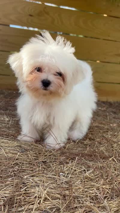 Percy, a male Maltese for sale in Sawyer, OK – 5 of 5