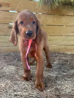 Roxie, a female Irish Setter for sale in Sawyer, OK – 4 of 9