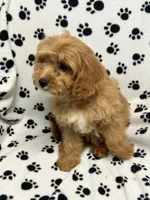 Bentley , a male Cavalier King Charles Spaniel for sale in Sawyer, OK – 4 of 5