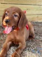 Reggie , a male Irish Setter for sale in Sawyer, OK – 3 of 7