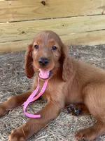 Roxie, a female Irish Setter for sale in Sawyer, OK – 7 of 9