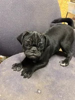 Polly, a female Pug for sale in Sawyer, OK – 4 of 6