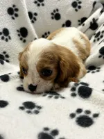 Jamie, a male Cavalier King Charles Spaniel for sale in Sawyer, OK – 10 of 10