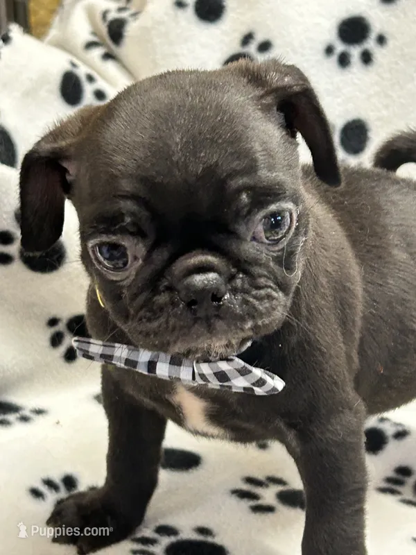 Patrick – Pug puppy for sale in Sawyer, OK