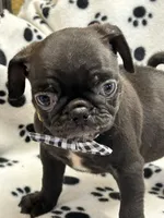 Patrick, a female Pug for sale in Sawyer, OK – 1 of 5