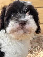Cloe, a female Cavapoo and Cavalier King Charles Spaniel for sale in Sawyer, OK – 5 of 9