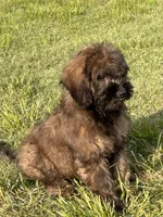 Trudy, a female Cavapoo for sale in Sawyer, OK – Photo 5 of 7