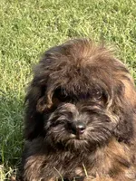 Trudy, a female Cavapoo for sale in Sawyer, OK – Photo 2 of 7