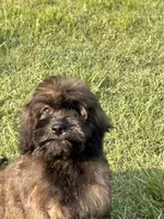 Trudy, a female Cavapoo for sale in Sawyer, OK – Photo 7 of 7