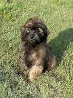 Trudy, a female Cavapoo for sale in Sawyer, OK – Photo 3 of 7