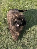 Trudy, a female Cavapoo for sale in Sawyer, OK – Photo 4 of 7