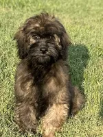 Trudy, a female Cavapoo for sale in Sawyer, OK – Photo 1 of 7