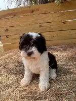 Cloe, a female Cavapoo and Cavalier King Charles Spaniel for sale in Sawyer, OK – 6 of 9