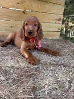 Roxie, a female Irish Setter for sale in Sawyer, OK – 9 of 9