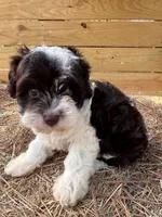 Cloe, a female Cavapoo and Cavalier King Charles Spaniel for sale in Sawyer, OK – 3 of 9