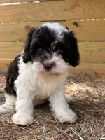 Cloe, a female Cavapoo and Cavalier King Charles Spaniel for sale in Sawyer, OK – 2 of 9