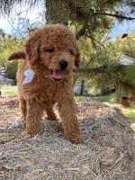 Bonnie, a female Miniature Goldendoodle for sale in Sawyer, OK – 5 of 6