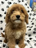 Bentley , a male Cavalier King Charles Spaniel for sale in Sawyer, OK – 2 of 5