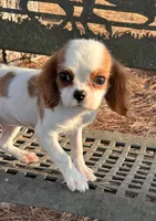 Bubbles, a female Cavalier King Charles Spaniel for sale in Sawyer, OK – Photo 4 of 4
