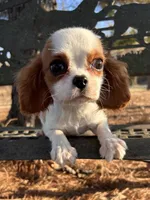 Bubbles, a female Cavalier King Charles Spaniel for sale in Sawyer, OK – Photo 3 of 4